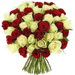 Разноцветные розы (белокрасные) 51 роза 60 см